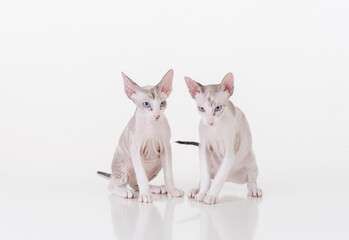 Bright Hairless Very Young Peterbald Sphynx Cats Sitting on the white table with reflection. White background.