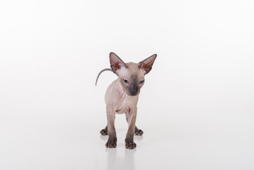 Curious Dark Hairless Very Young Peterbald Sphynx Cat on the white table with reflection.