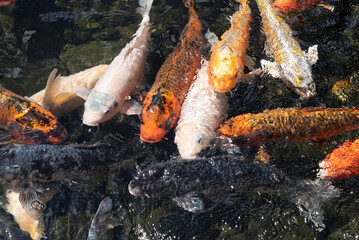peces koi de diferentes tamaños y colores naranja y blanco nadando en un estanque de agua dulce y fondo rocoso en el parque de animales en Fuerteventura, Islas Canarias.