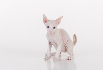 Curious White Very Young Peterbald Sphynx Cat Standing on the white table with reflection. Looking Straight