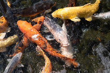 Peces koi de diferentes tamaños y colores naranja y blanco nadando en el parque de animales en...