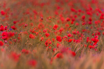 Fototapeta na wymiar Meadow with beautiful bright red poppy flowers