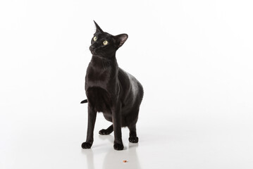 Curious Black Oriental Shorthair Cat Sitting on White Table with Reflection. White Background. Looking Up. Food on the Ground.