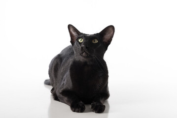 Curious Black Oriental Shorthair Cat Lying on White Table with Reflection. White Background.