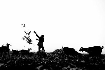 Shepherd Giving Food to Sheeps