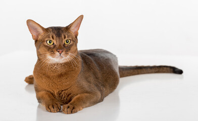 Curious Abyssinian cat. Isolated on white background