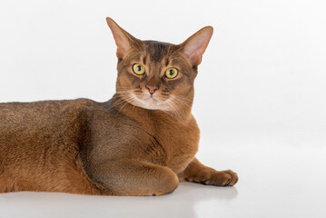 Portrait Curious Abyssinian cat lying on ground. Looking straight to camera. Isolated on white background