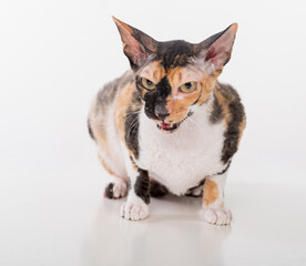 Curious Cornish Rex Cat Sitting on the White Desk. White Background