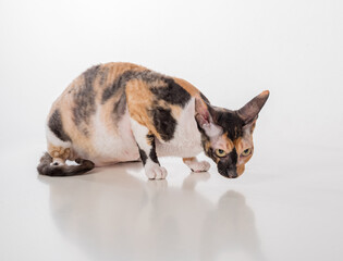 Curious Cornish Rex Cat Lying on the White Desk. White Background