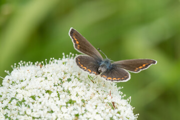 Butterfly on ground elder, herb gerard. Macro. Shallow DOF. Blurry Background.