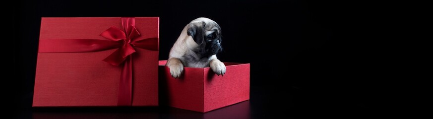 A pug puppy in a red box. Narrow banner. A puppy as a gift. Festive packaging. Black background. Red gift box with a bow. With copy space.