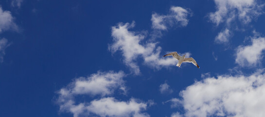 flying in the sky
