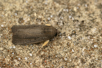 Closeup of Porter's rustic moth or Athetis hospes in Gard France