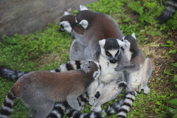 A family of lemurs playing at the zoo, ring-tailed lemur, lemur catta
