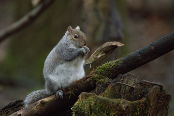 Naklejka na ściany i meble Grey Squirrel in the forest