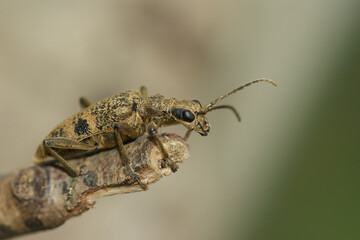 Closeup on a the large European black-spotted longhorn beetle ,Rhagium mordax, sitting on wood