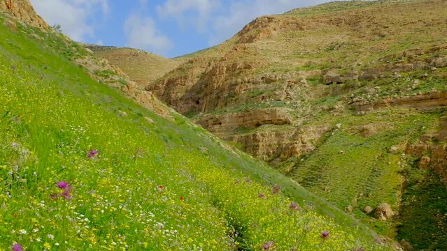 Wildflowers in Wadi Auja gorge in spring, on the Masar Ibrahim trail.