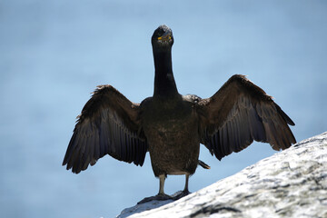 Shag with wings spread