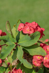 Variety of a crown of thorns plant (Euphorbia milii) with red blossoms.