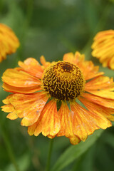 Closeup on the colorful orange blossoming sneezeweed Helenium autumnale