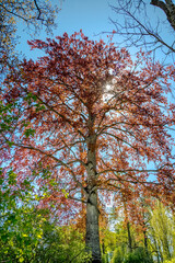 The sun shines through the rosy leaves of a large boxwood crown