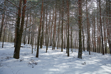 Fototapeta premium pines in a snowy forest, stand in the snow Ukraine Volyn