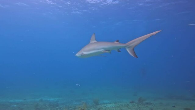 4k video of a Caribbean Reef Shark (Carcharhinus perezii) in Bimini, Bahamas