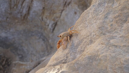 A crab next to the hiking trail Wadi Mujib between Moujib Panorama and Mujib Dam in Dhiban in Jordan in the month of February