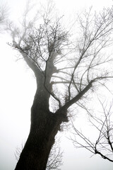Fototapeta na wymiar Trees between the fog, Zaragoza province in Spain.