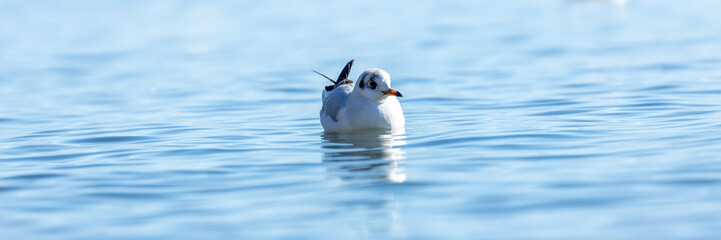 Der Bodensee und seine Bewohner