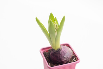 Fresh unblown green hyacinth in a pot