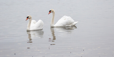 Wasservögel am Bodensee
