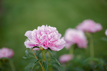 fragrant summer flowers peonies in the garden