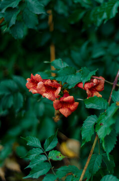 blooming orange campis, free space