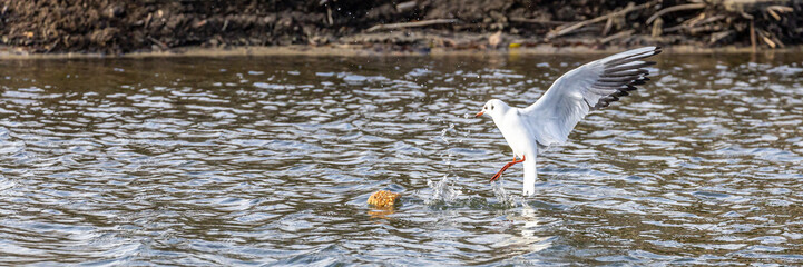 Möwen füttern am Bodensee