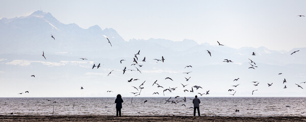 Möwen Fütterung am Bodensee © MorePictures