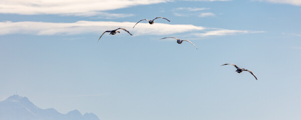 Wasservögel am Bodensee