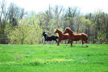 Three horses running in a meadow in Spring.