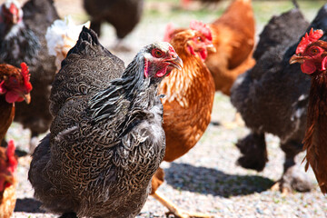 Close up of chickens in farmyard.
