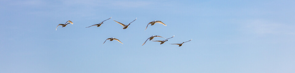 Fliegende Schwäne über dem Bodensee