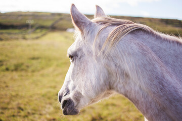 White horse mane, stables for horses.