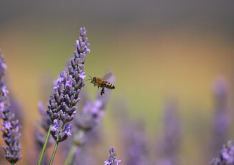 Bee collecting pollen from a lavender flower