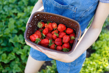 young woman picks red juicy strawberries on an eco farm