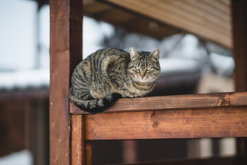 Domestic European Cat Breed Resting