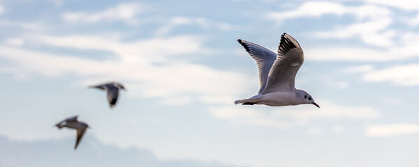 Enten, Möwen, Raben in Friedrichshafen am Bodensee