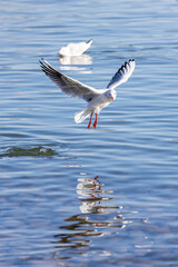 Enten, Möwen, Raben in Friedrichshafen am Bodensee