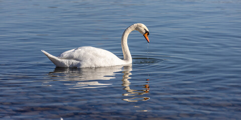 Schwan im Bodensee bei Friedrichshafen
