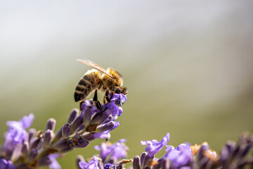 Insektenparadies am Lavendel