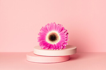 Podium with a gerbera flower on a pink background.