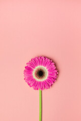 Pink gerbera flower on a pink background. A greeting card. Valentine's Day, Mother's Day, International Women's Day.